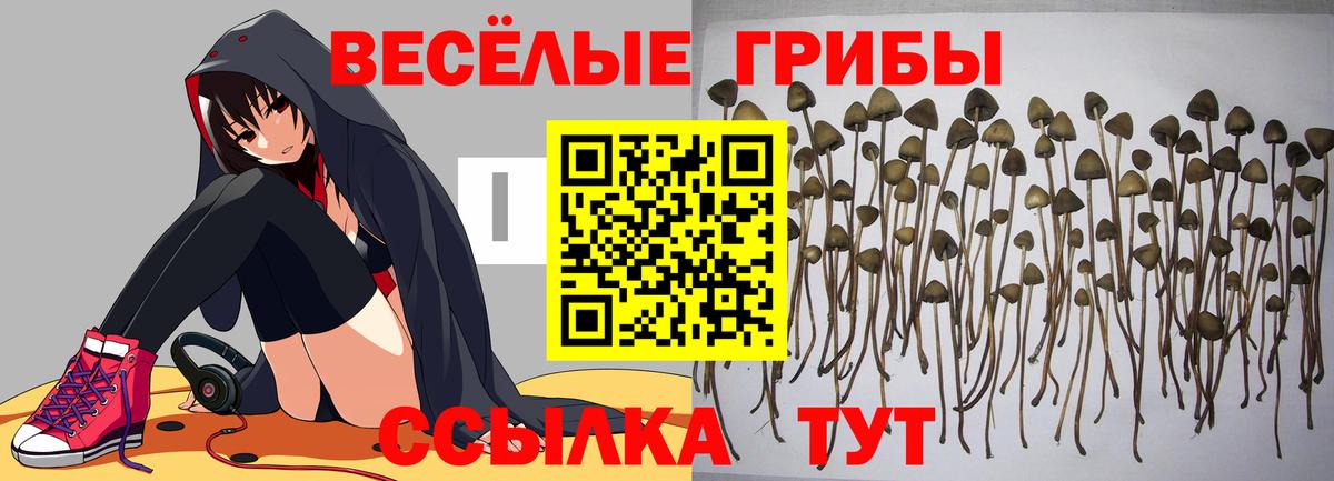 Псилоцибиновые грибы GOLDEN TEACHER  Галлюциногенные грибы мицелий  Красноармейск  Вход с VPN 